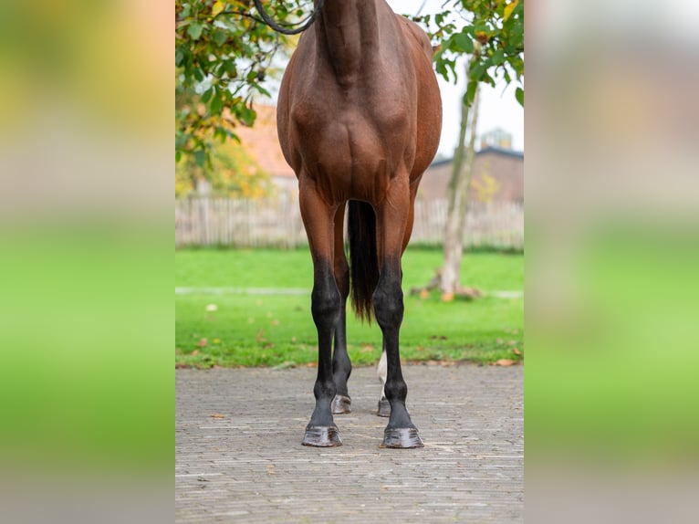 KWPN Merrie 2 Jaar 167 cm Bruin in Veghel