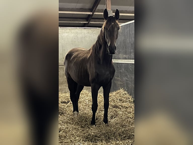 KWPN Merrie 2 Jaar 169 cm Zwartbruin in Elen