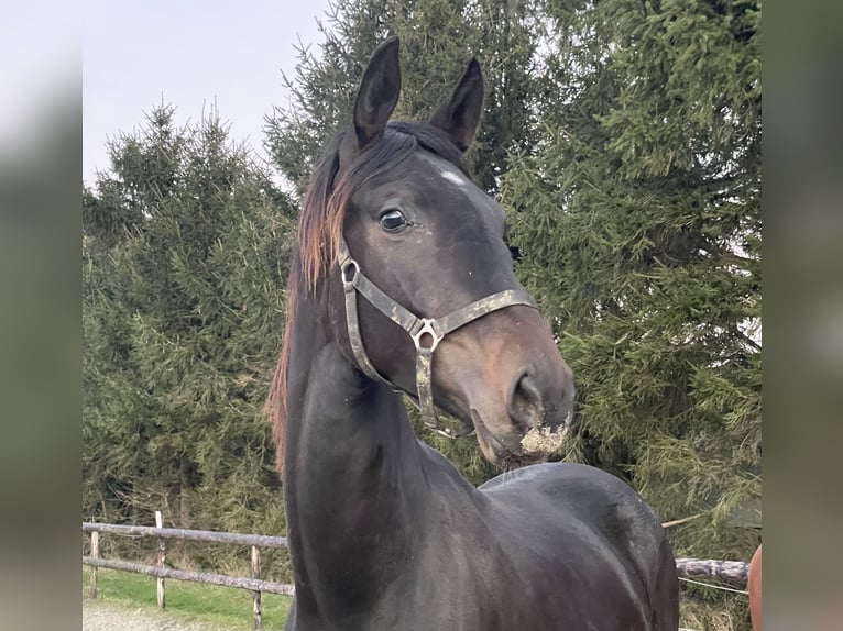 KWPN Merrie 2 Jaar 169 cm Zwartbruin in Elen