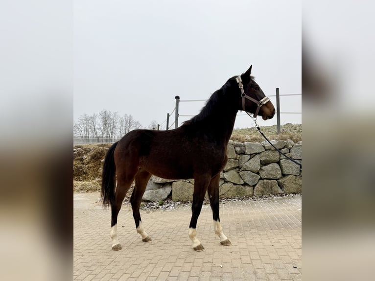 KWPN Merrie 2 Jaar 170 cm Bruin in Zell an der Pram