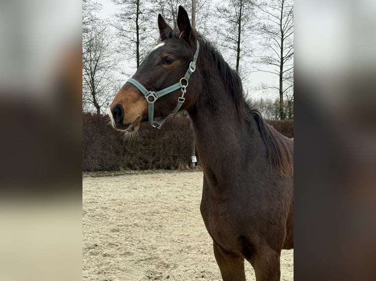 KWPN Merrie 2 Jaar 170 cm Bruin in Zell an der Pram