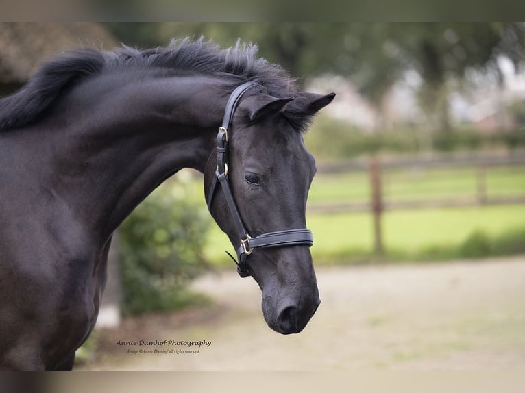 KWPN Merrie 2 Jaar 170 cm Donkerbruin in Wapse