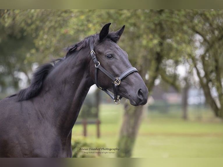 KWPN Merrie 2 Jaar 170 cm Donkerbruin in Wapse