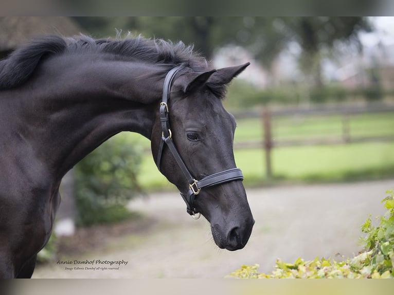 KWPN Merrie 2 Jaar 170 cm Donkerbruin in Wapse