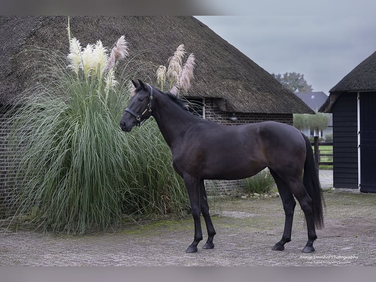 KWPN Merrie 2 Jaar 170 cm Donkerbruin in Wapse