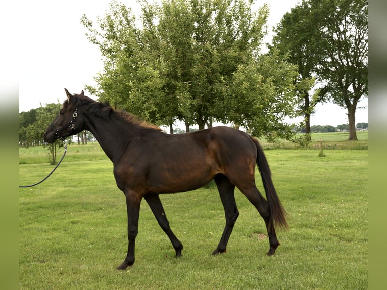 KWPN Merrie 2 Jaar 170 cm Zwart in Emmer-Compascuum
