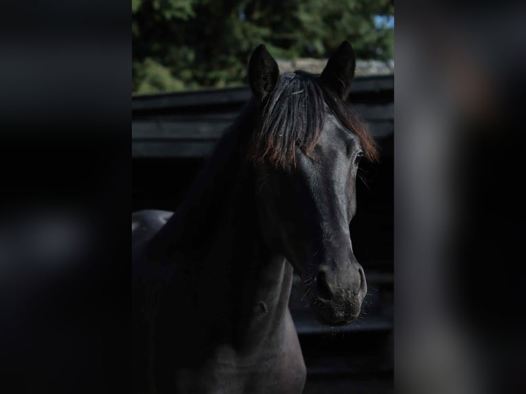 KWPN Merrie 2 Jaar 170 cm Zwart in Ermelo