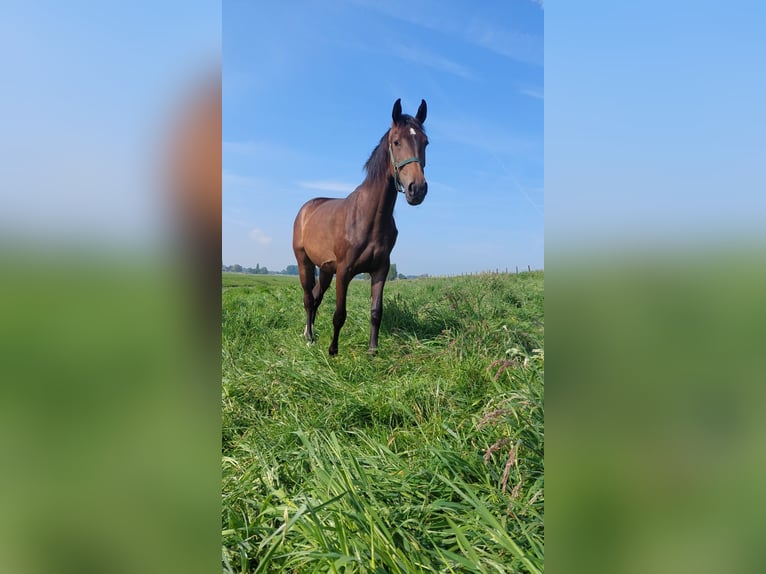 KWPN Merrie 2 Jaar 175 cm Donkerbruin in Piershil