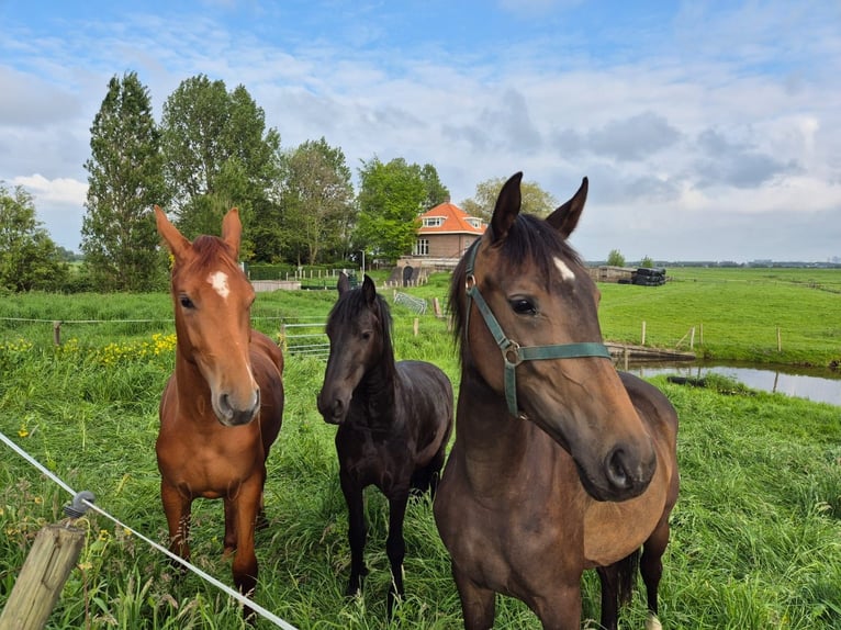 KWPN Merrie 2 Jaar 175 cm Donkerbruin in Piershil