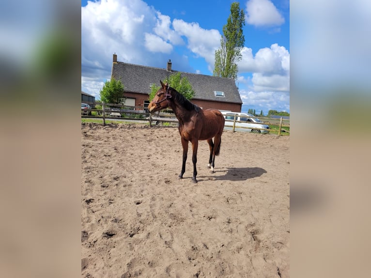 KWPN Merrie 2 Jaar 180 cm Bruin in Bergen op zoom