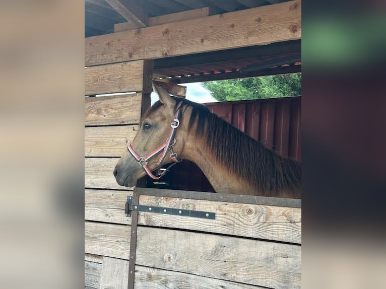 KWPN Merrie 2 Jaar Buckskin in Lissieu