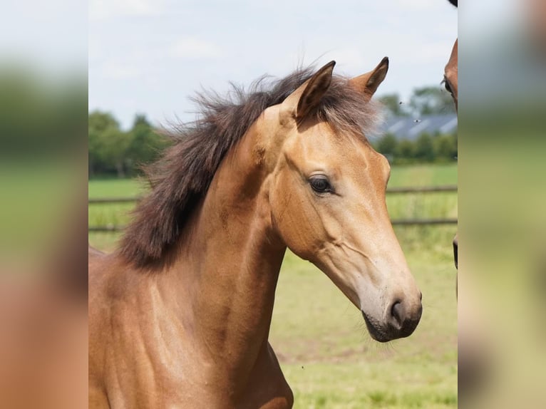 KWPN Merrie 2 Jaar Buckskin in Lissieu
