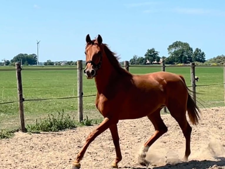 KWPN Merrie 2 Jaar Roodvos in Deinum
