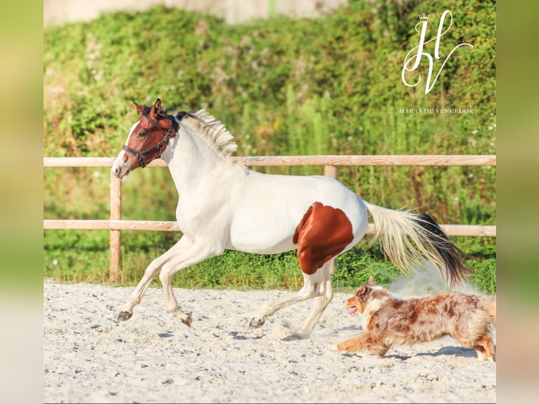 KWPN Merrie 2 Jaar Tobiano-alle-kleuren in Grury