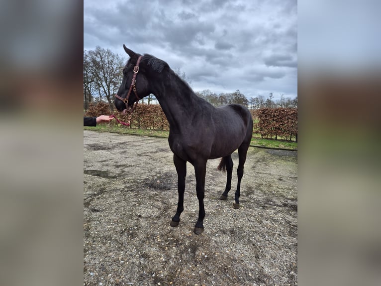 KWPN Merrie 2 Jaar Zwartbruin in Opende