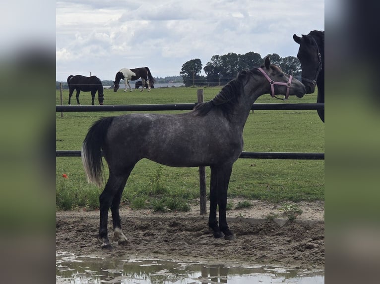 KWPN Merrie 3 Jaar 150 cm Schimmel in Groesbeek