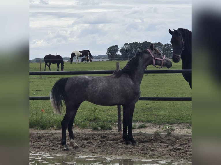 KWPN Merrie 3 Jaar 150 cm Schimmel in Groesbeek