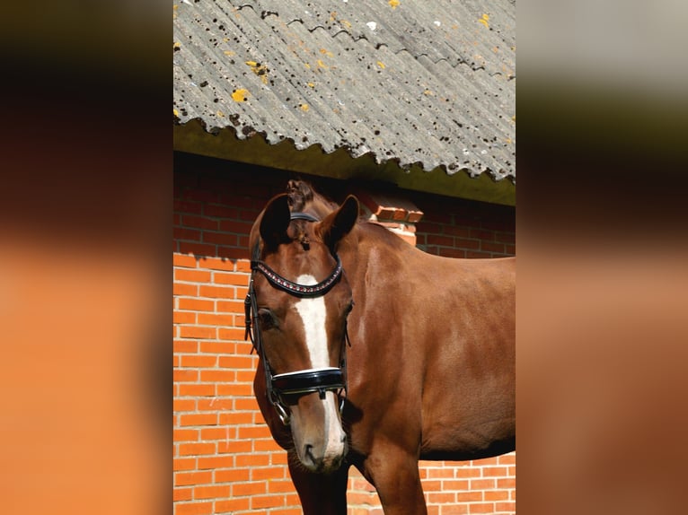 KWPN Merrie 3 Jaar 153 cm Lichtbruin in Noordlaren