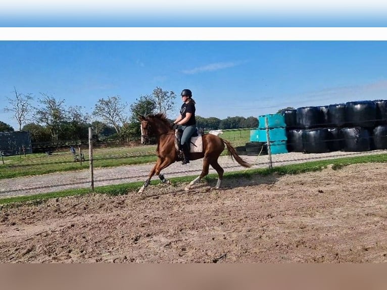 KWPN Merrie 3 Jaar 153 cm Lichtbruin in Noordlaren