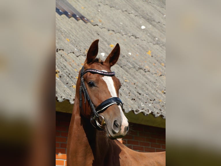 KWPN Merrie 3 Jaar 153 cm Lichtbruin in Noordlaren