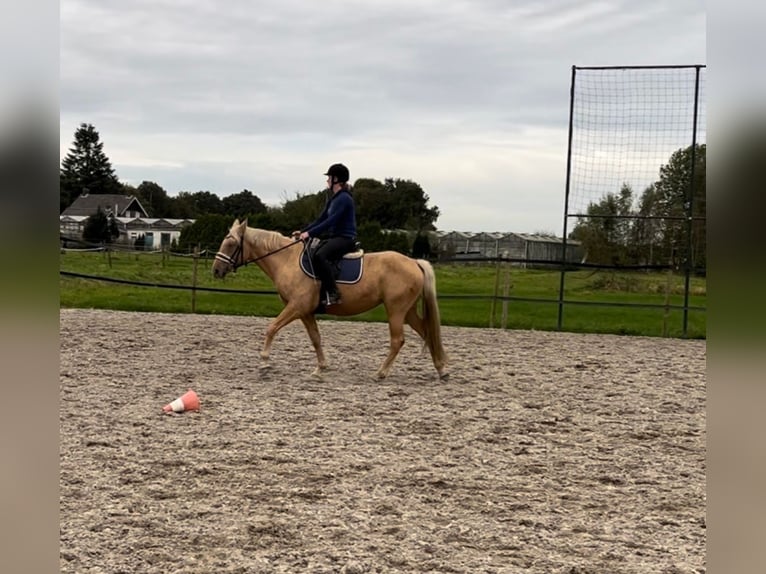 KWPN Merrie 3 Jaar 154 cm Palomino in Venlo