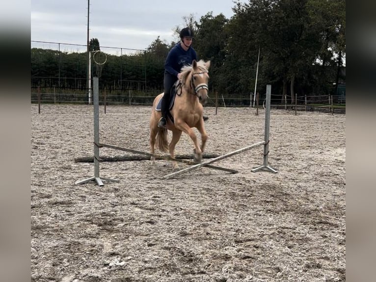 KWPN Merrie 3 Jaar 154 cm Palomino in Venlo