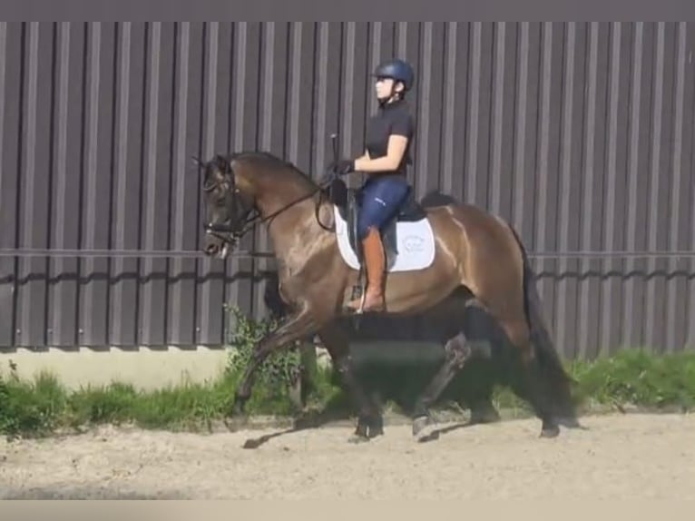 KWPN Merrie 3 Jaar 155 cm Donkerbruin in Rotterdam