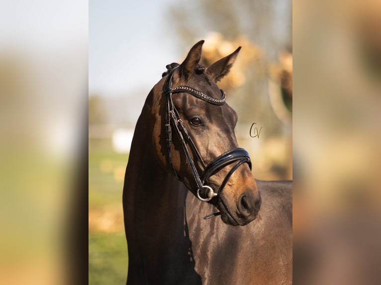 KWPN Merrie 3 Jaar 155 cm Donkerbruin in Rotterdam