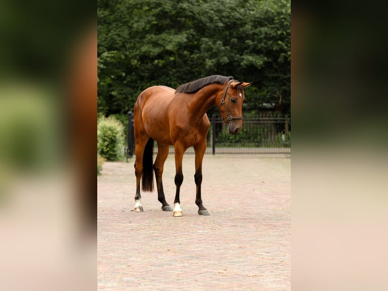 KWPN Merrie 3 Jaar 156 cm Bruin in Biddinghuizen