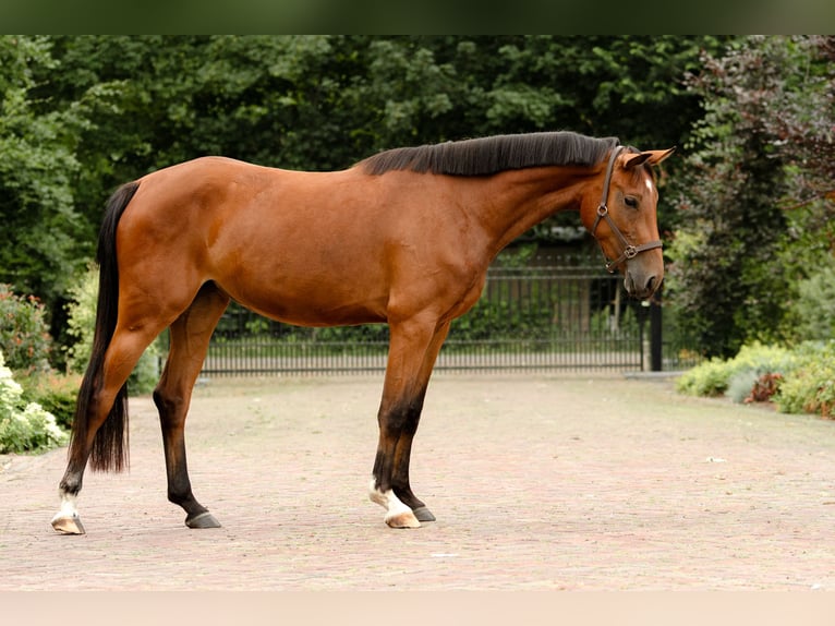 KWPN Merrie 3 Jaar 156 cm Bruin in Biddinghuizen