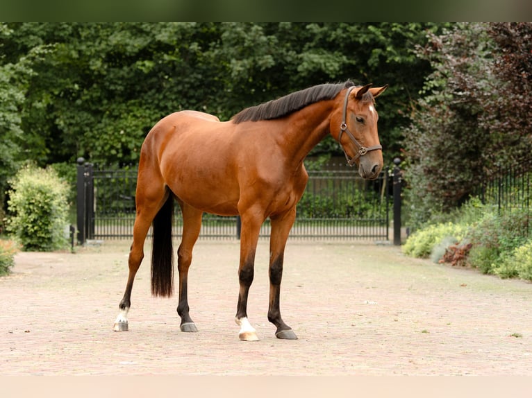 KWPN Merrie 3 Jaar 156 cm Bruin in Biddinghuizen