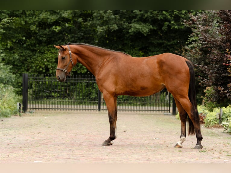 KWPN Merrie 3 Jaar 156 cm Bruin in Biddinghuizen