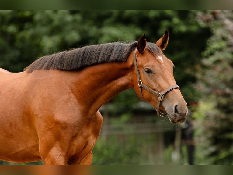 KWPN Merrie 3 Jaar 156 cm Bruin in Biddinghuizen