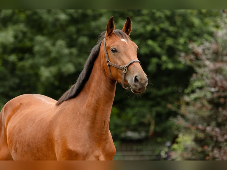 KWPN Merrie 3 Jaar 156 cm Bruin in Biddinghuizen
