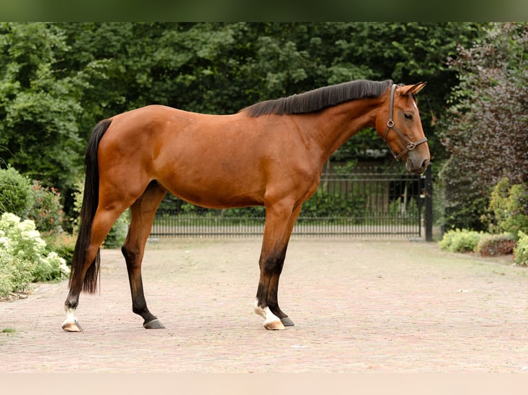 KWPN Merrie 3 Jaar 156 cm Bruin in Biddinghuizen