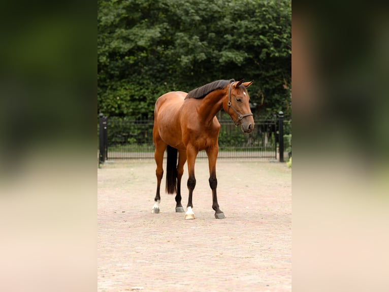 KWPN Merrie 3 Jaar 156 cm Bruin in Biddinghuizen