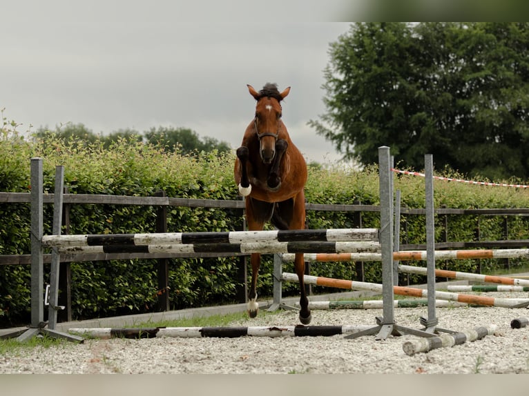 KWPN Merrie 3 Jaar 156 cm Bruin in Biddinghuizen