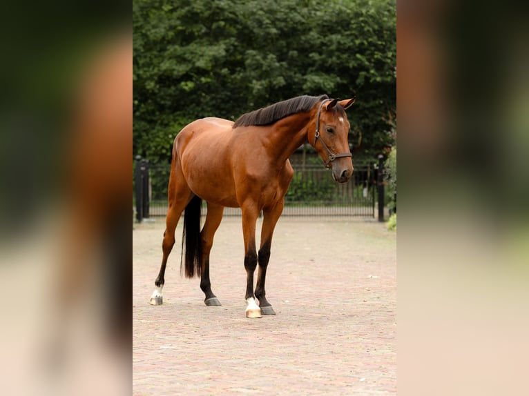 KWPN Merrie 3 Jaar 156 cm Bruin in Biddinghuizen