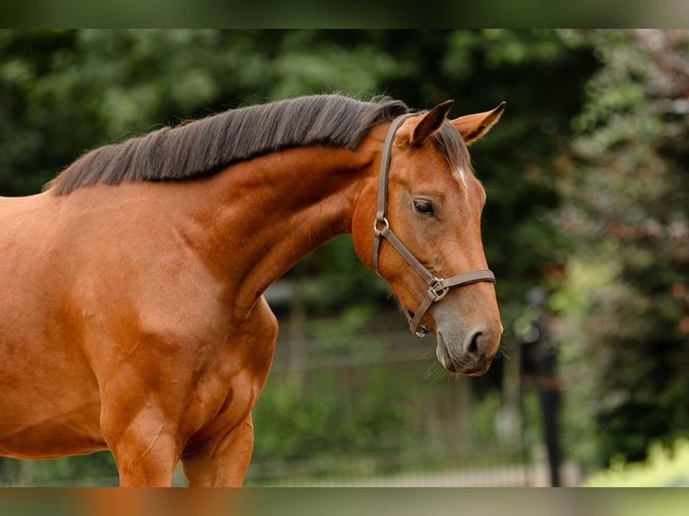 KWPN Merrie 3 Jaar 156 cm Bruin in Biddinghuizen