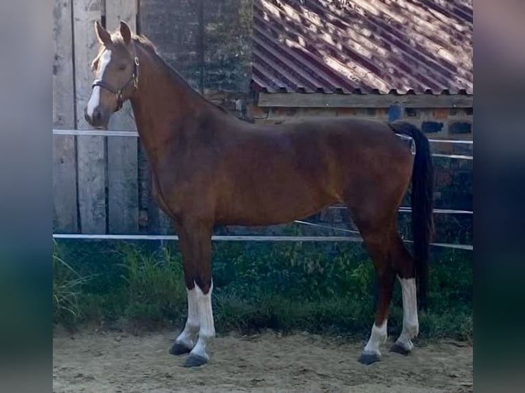 KWPN Merrie 3 Jaar 158 cm Donkere-vos in Tass