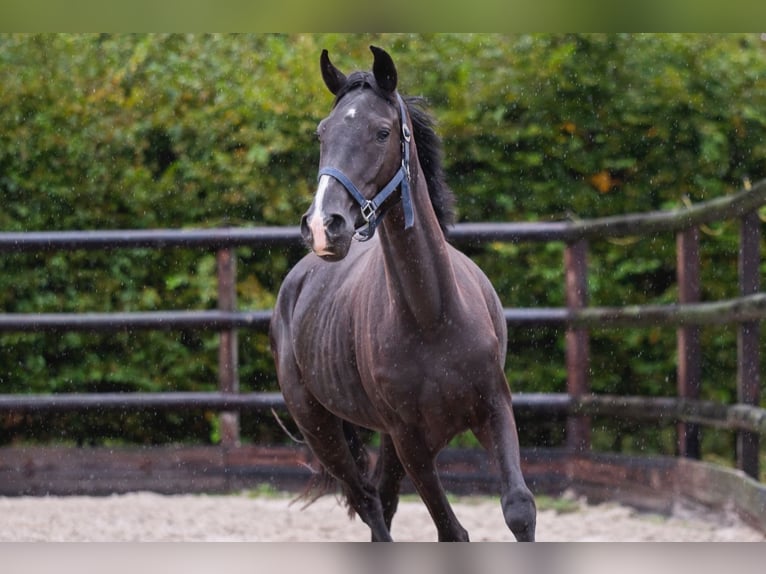 KWPN Merrie 3 Jaar 158 cm Zwart in Bladel