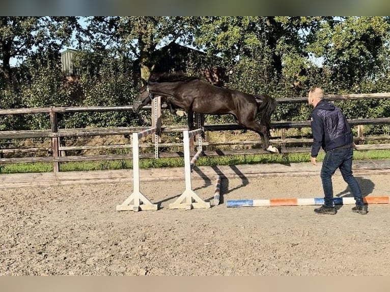 KWPN Merrie 3 Jaar 158 cm Zwart in Bladel