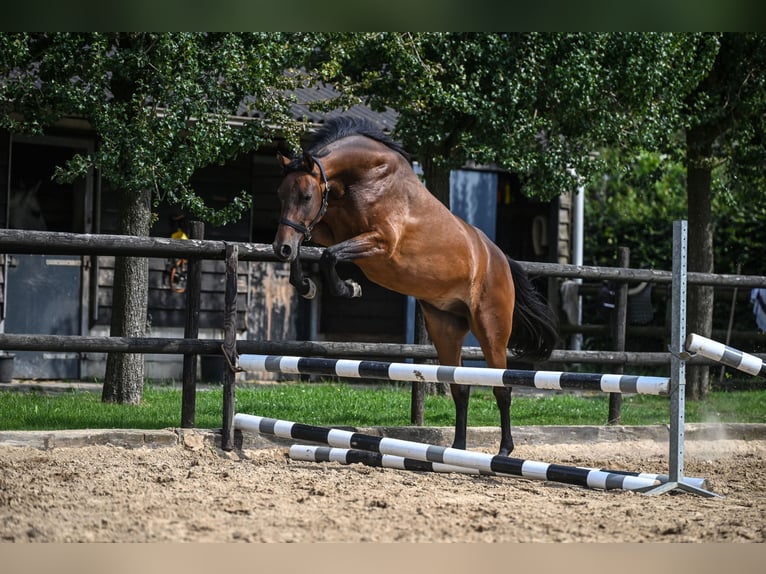 KWPN Merrie 3 Jaar 160 cm Bruin in Wilp