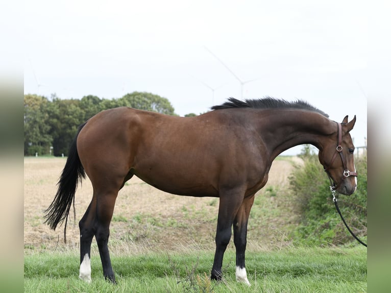 KWPN Merrie 3 Jaar 160 cm Bruin in Geilenkirchen