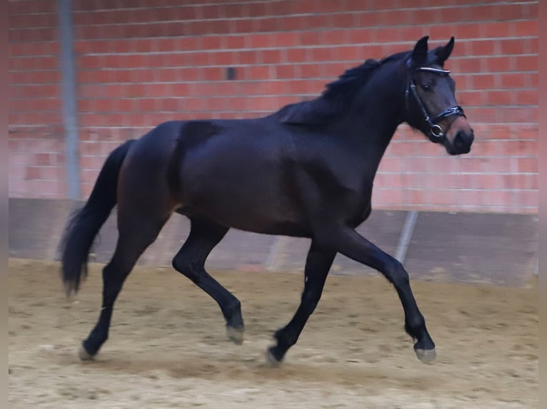 KWPN Merrie 3 Jaar 160 cm Donkerbruin in uelsen