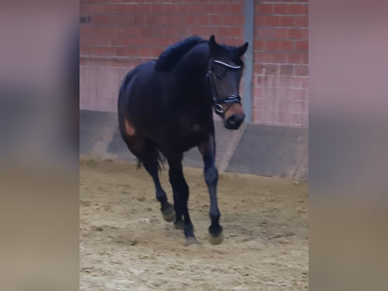 KWPN Merrie 3 Jaar 160 cm Donkerbruin in uelsen