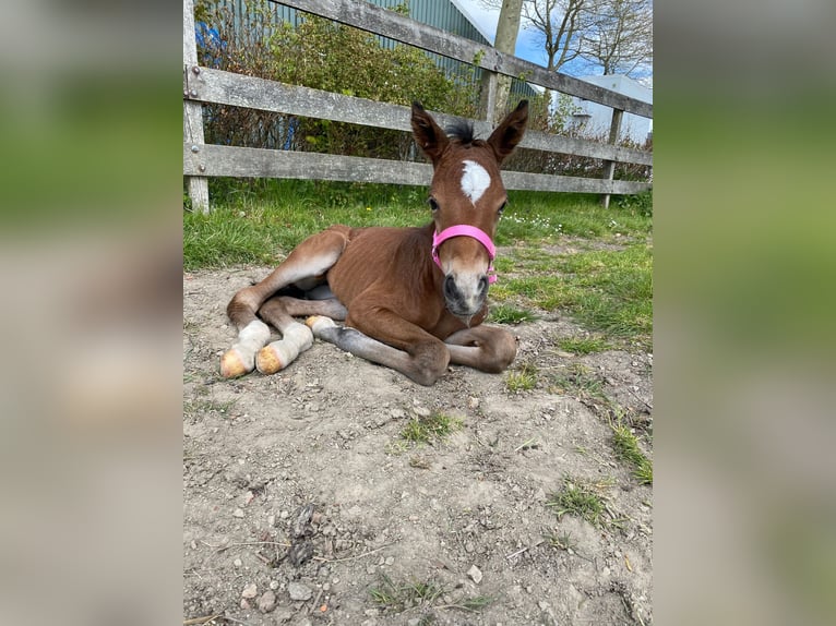 KWPN Merrie 3 Jaar 160 cm Donkerbruin in Rotstergaast