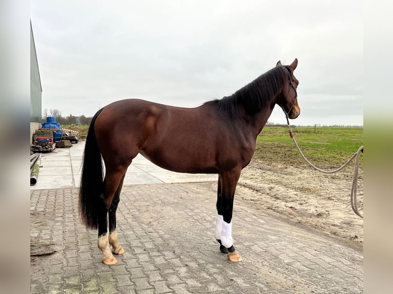 KWPN Merrie 3 Jaar 160 cm Donkerbruin in Rotstergaast