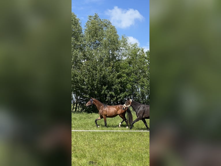 KWPN Merrie 3 Jaar 160 cm Donkerbruin in Rotstergaast