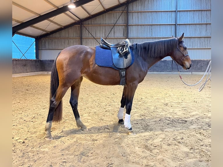 KWPN Merrie 3 Jaar 160 cm Donkerbruin in Surhuizum